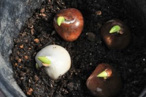 茎が伸びない原因3：球根自身の貯蔵養分