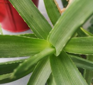 アロエ イビティエンシス イビテンシス の育て方 風水 花言葉まで 植物のタナログ