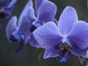 青い胡蝶蘭ブルージーンの花言葉
