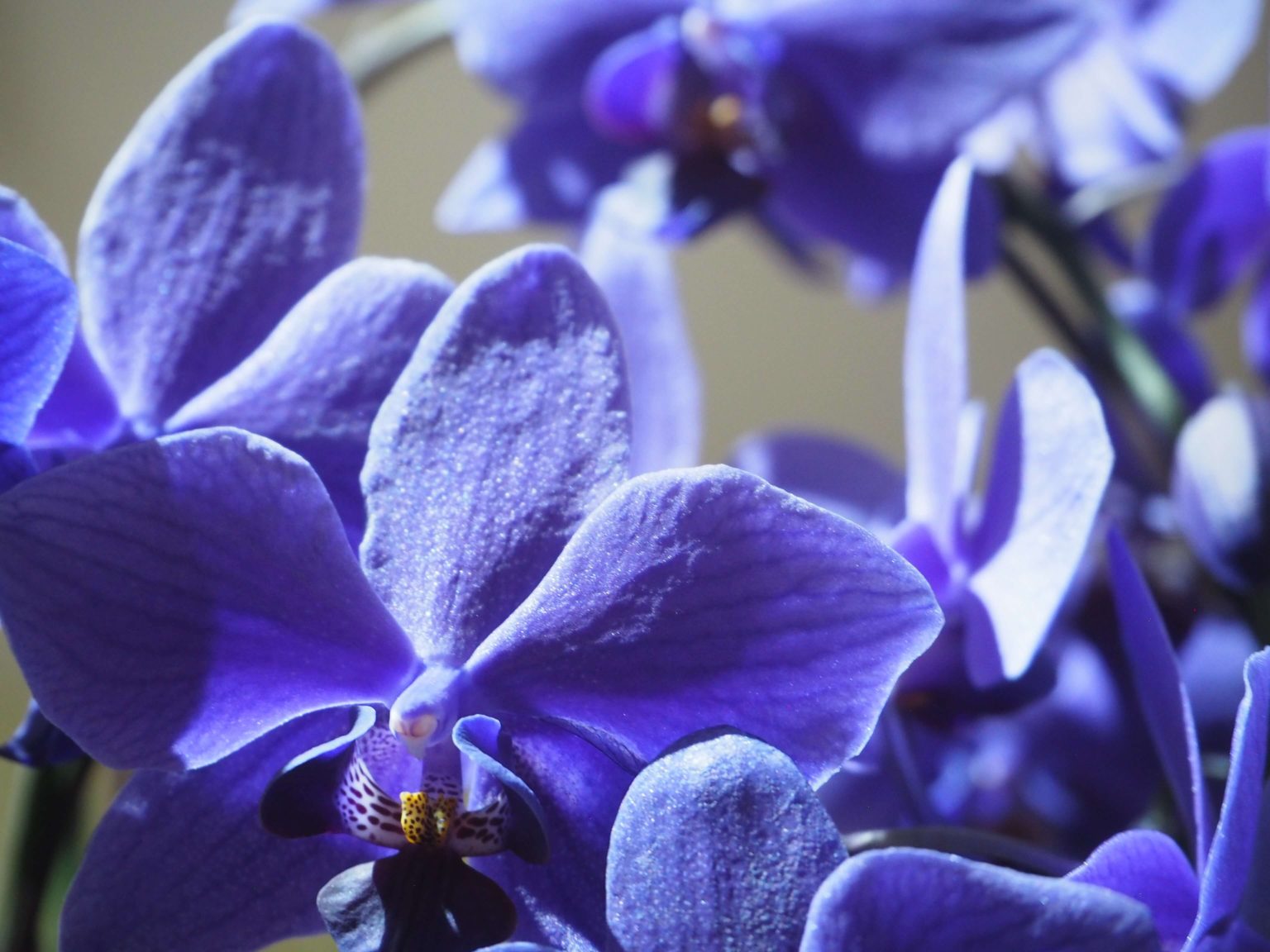 胡蝶蘭 ブルージーン コチョウラン かがやき フラワーアレンジメント 