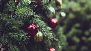クリスマスツリーにおすすめコニファー3種類