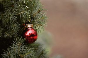 クリスマスツリーに活躍するコニファーおすすめ3種類紹介【管理と剪定も】