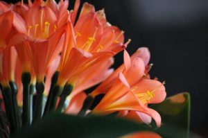クンシランの花が咲かない4つの原因とその対策