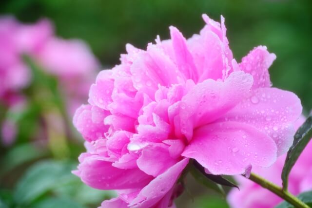 【花が咲かないを解決】芍薬(シャクヤク)の育て方の5つのポイント