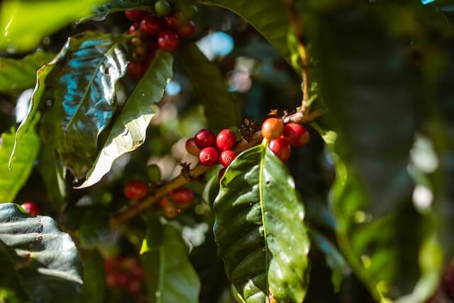 コーヒーの木が枯れる原因と対処法